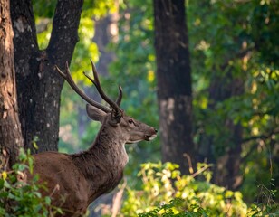 Deer in Forest at Dawn (1)
