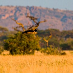 Majestic Bird of Prey Soaring Over African Savannah Landscape.