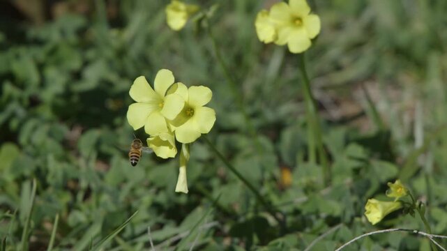 Bee Pollinates Yellow Sourgrass Wildflower on Windy Coastal Day
