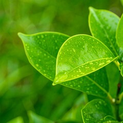 Close-up of vibrant green leaves covered in water droplets
