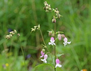 Fototapeta premium Delicate pink wildflowers with buds bloom on slender stems amidst blurred green foliage