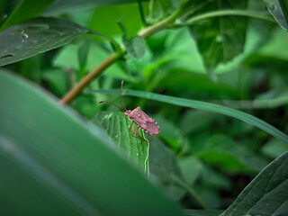 butterfly on a flower