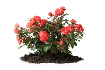 Coral Rose Bush on Soil Isolated Transparent Background