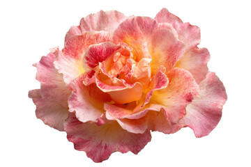 Isolated Pink-Yellow Rose Bloom on Transparent Background