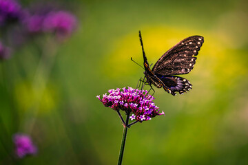 A close-up of a black swallowtail butterfly feeding on a vibrant pink  flower