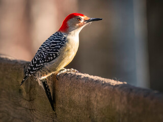 A Red-bellied Woodpecker perches on a wooden fence in warm sunlight. The bird's vivid red head and...