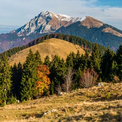 Majestic Mountain Landscape with Autumnal Forest and Grassy Foothills.