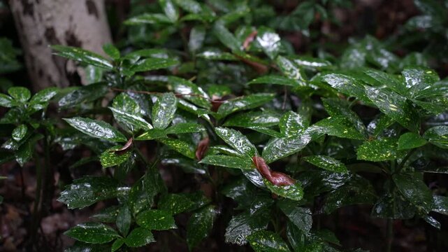Natural background. Aucuba Marmorata Garden Shrub - Striking Variegated Foliage in Rainy Day
