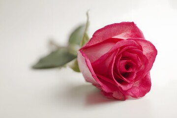 Fototapeta premium High definition romantic love rose illustration