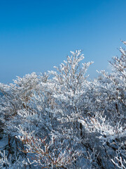 Scenic winter landscape with frost-covered trees resembling blooming flowers, captured under a clear blue sky. Natural seasonal beauty of snow and ice in a cold environment.
