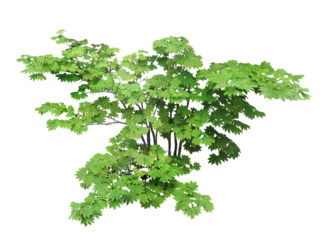 ツタカエデ　5月撮影　樹高140cm