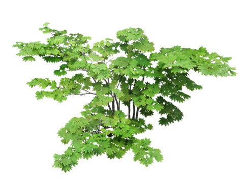 ツタカエデ　5月撮影　樹高140cm