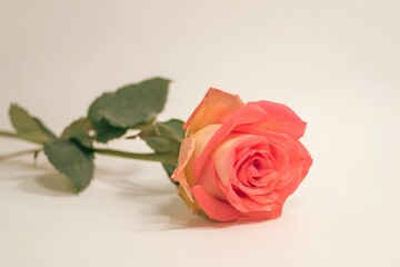 High definition romantic love rose illustration