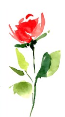 Fototapeta premium High definition romantic love rose illustration