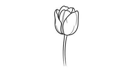 Simple Handdrawn Sketch Delicate Tulip