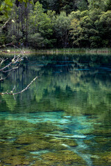 lake in the forest,Jiuzhaigou