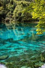 river in the forest,Jiuzhaigou