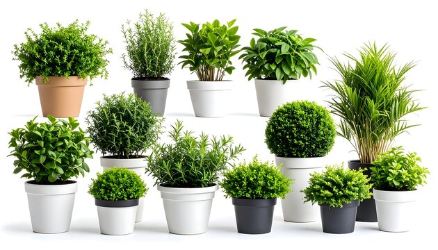 Collection of potted herbs and shrubs on white background