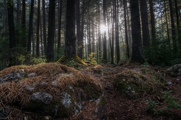 Obraz premium Sunlight filtering through trees onto a mossy forest floor