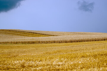 Pole uprawne na tle  nieba żyto pszenica chmury. © Monika