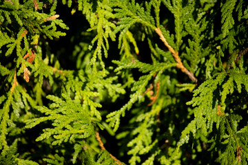 green cedar leaves background
