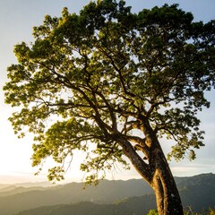 Majestic Tree Bathed in Golden Sunlight Overlooking a Serene Mountain Landscape.