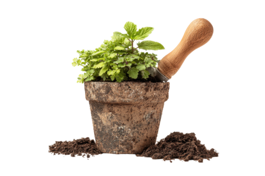 Potted herb with trowel on transparent background