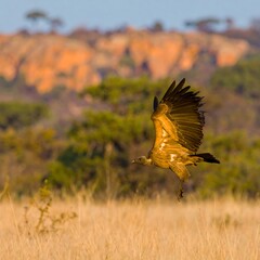 Majestic Vulture Soars Through African Savannah Under Warm Sunlight.