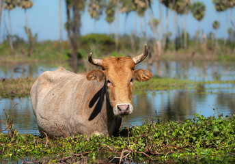 Vaca pastando en bañado