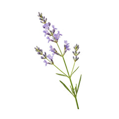 Delicate lavender sprig showcases beautiful purple blooms and green leaves, perfect for natural wellness and beauty projects.