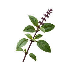 Fototapeta premium Vibrant green basil branch with delicate purple flower spikes, perfect for culinary or botanical projects.