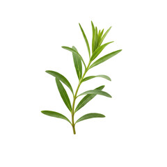 Fototapeta premium Vibrant green plant sprig with delicate water droplets, perfect for natural wellness and botanical designs.