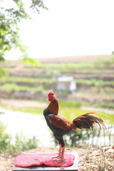 The rooster has striking plumage with a mix of reddish-brown, black, and golden feathers, along with a long, elegant tail.