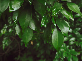 Fresh green leaves in the rainy season, dark tone photo editing