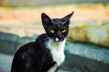 Close up shot of a black and white cat with yellow eyes looking directly at the camera, showcasing...