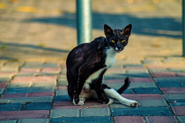 A black and white cat sits on a brick surface outdoors with its tongue slightly sticking out. The...