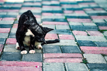 Black and white cat grooming itself on a colorful brick path. The feline is captured in a moment of...