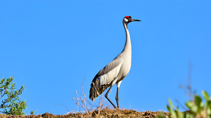 Fototapeta premium Common crane, Grus grus in Monfrague National Park. Extremadura, Spain