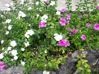 flowers in the garden
