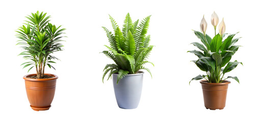Fototapeta premium Three different potted green houseplants, including a palm, a fern, and a peace lily, isolated on a clean transparent background for interior decoration