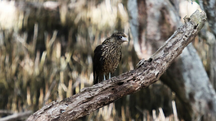 brown bird of prey perched on a branch