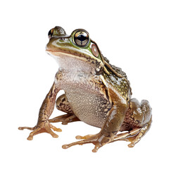 Fototapeta premium Frog basking Sits in the sun, body relaxed and positioned for warmth. full length isolate on transparent background