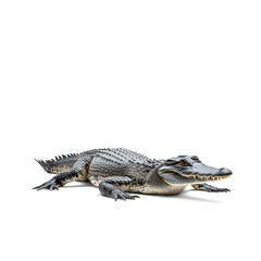 Obraz premium Crocodile basking A crocodile lies on the land, sunbathing with mouth slightly open. full length isolate on transparent background