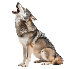 Obraz premium Wolf howling A wolf raises its head, mouth open, emitting a howl into the night. full length isolate on transparent background