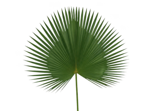Green palm leaf isolated on transparent background for summer design
