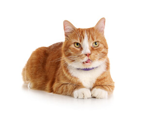 Cute ginger cat lying on white background
