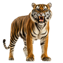 Obraz premium Tiger growling A tiger stands with its mouth slightly open, letting out a deep growl. full length isolate on transparent background