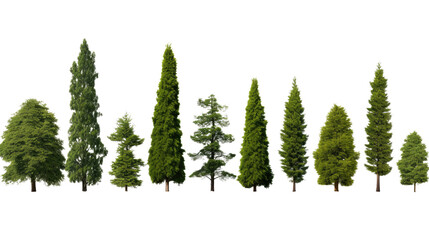 different types of cypress trees in row on white background