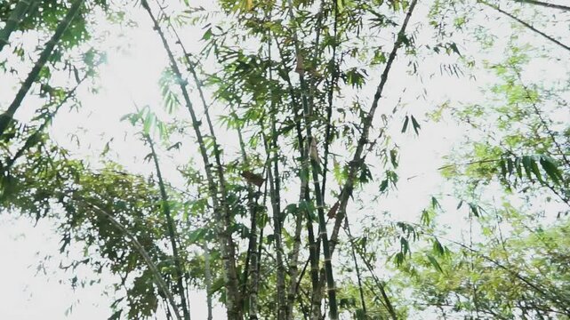 Bamboo Forest ad lantern in Putuo Village,
Malaysia.