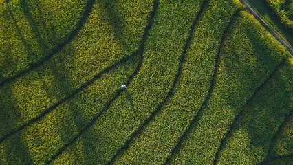 Fototapeten Reisfelder "Drone aerial view of lush rice fields in the countryside, showing golden terraces under clear blue skies. The landscape captures rural beauty, harmony, and traditional farming culture."  © putri rahayu